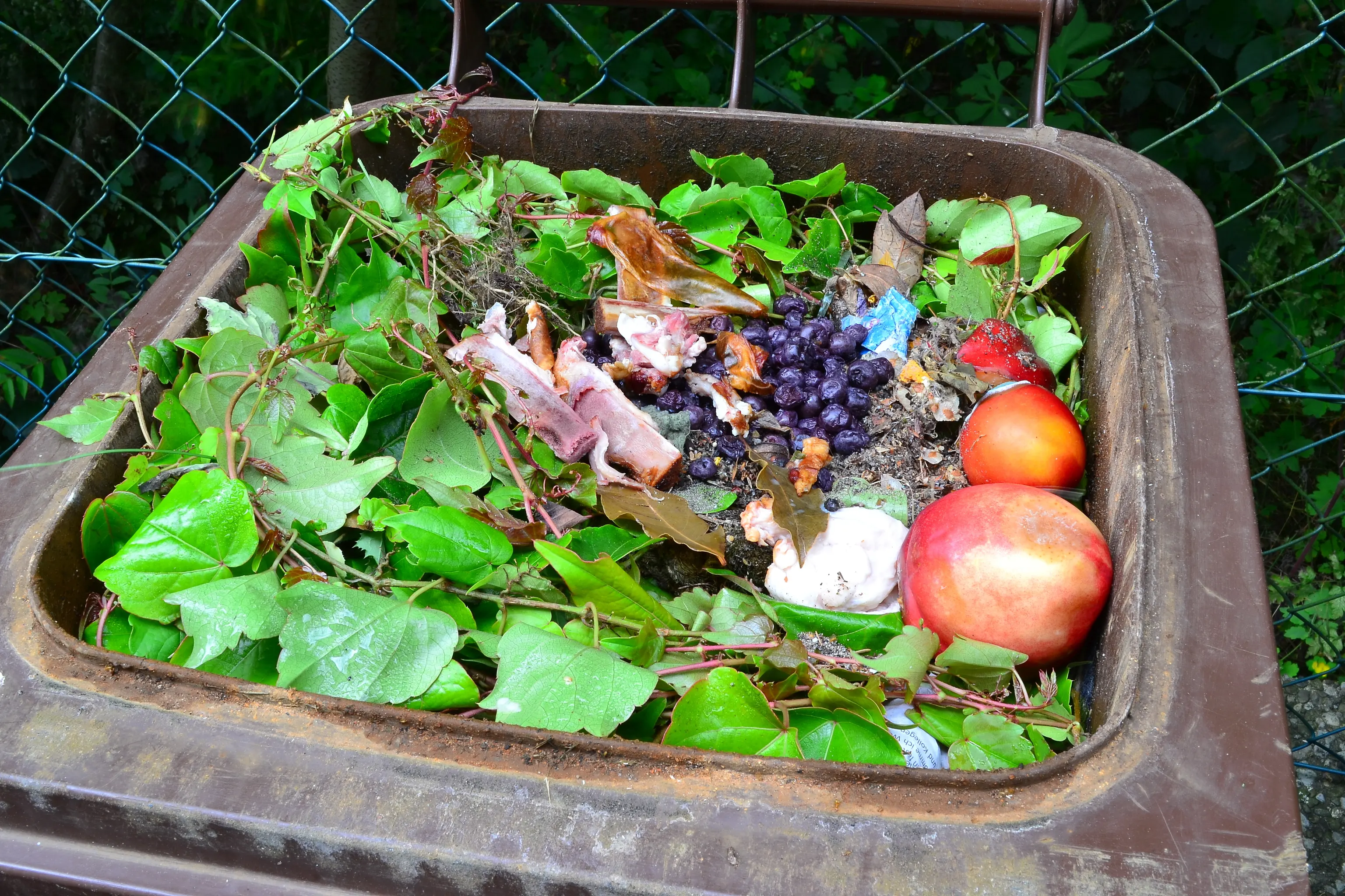 Food scraps, fruit and leaves in a brown organics cart